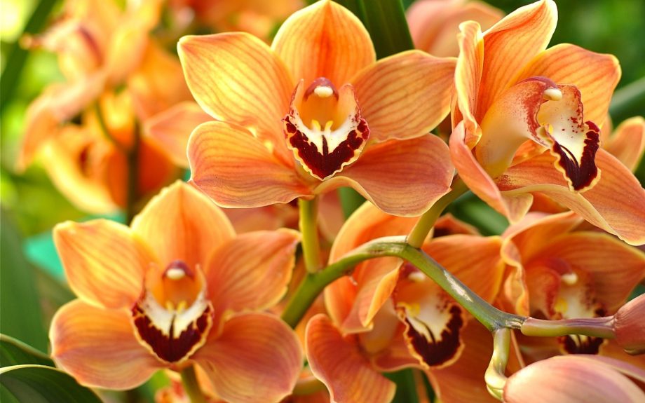 0 -FOTO ABRE -P ESCOLHER UMA – Orchid-orange-phalaenopsis_1920x1200