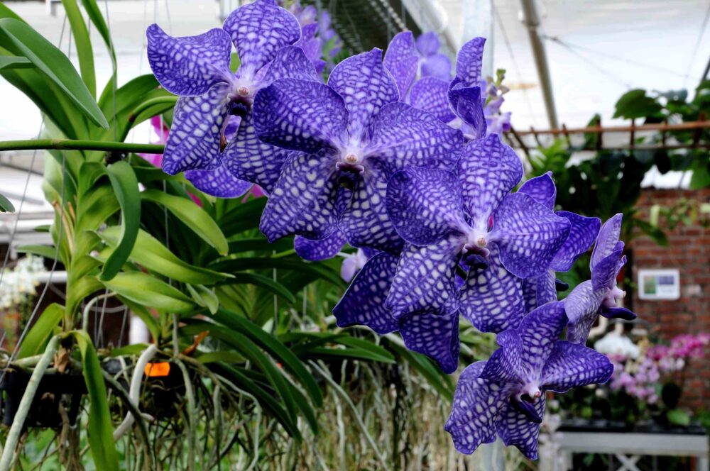 0 -FOTO ABRE – orquidea-vanda-coerulea – Copia