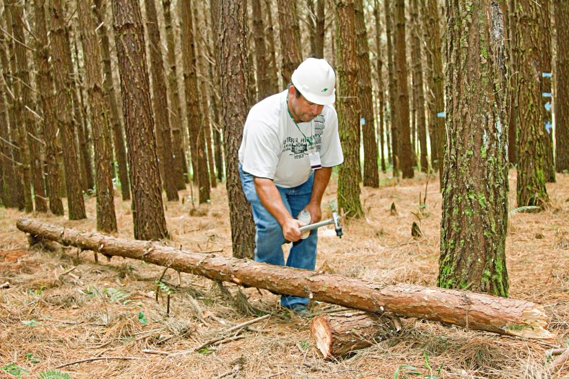 0-Francisco Santana-Embrapa Florestas