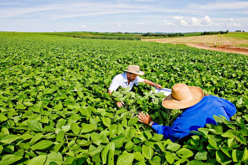0-Pano de batida para amostragem das pragas da lavoura de soja-RRufino