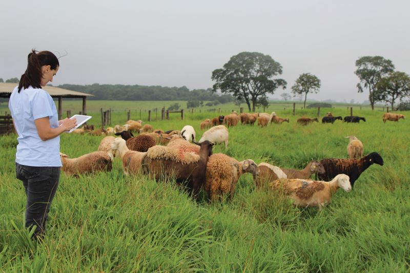 0-Simone_aplicativo no campo