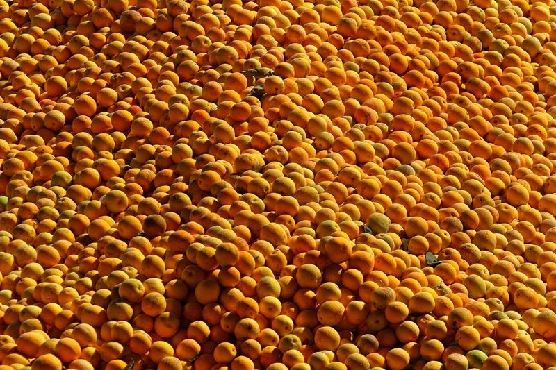 0-citrusbr.com _IMG_055