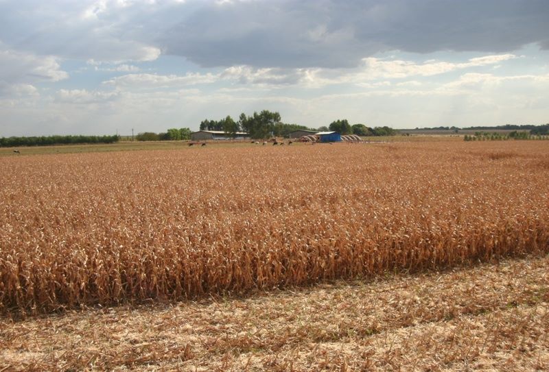 1-Credito Rubia Rech