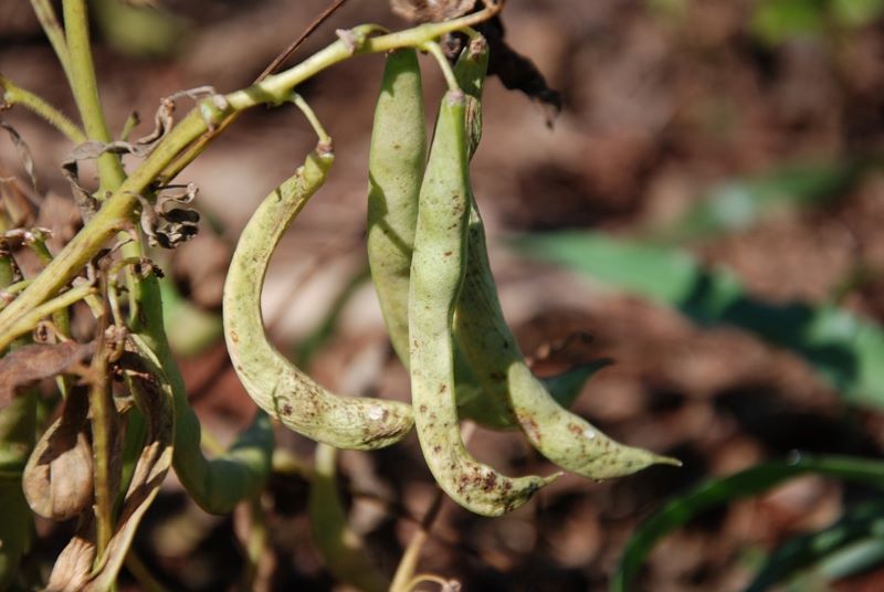 Dano_Mosaico_Vagens-Foto Sebastiao Araujo