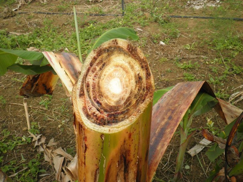 Detalhe-sintoma_mal_panama_Lea Cunha