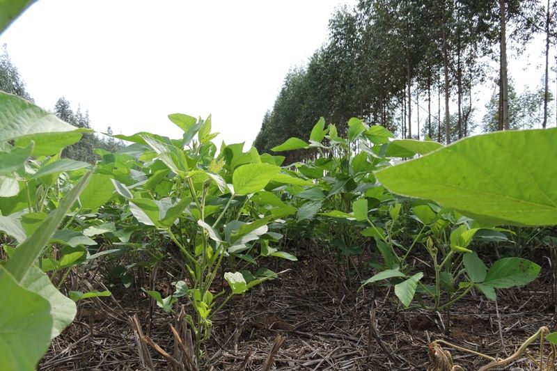 ILPF-Soja plantada na palhada de uma pastagem-Gabriel Faria