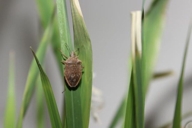 Percevejo-do-arroz –