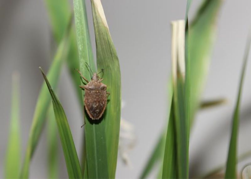 Percevejo-do-arroz –