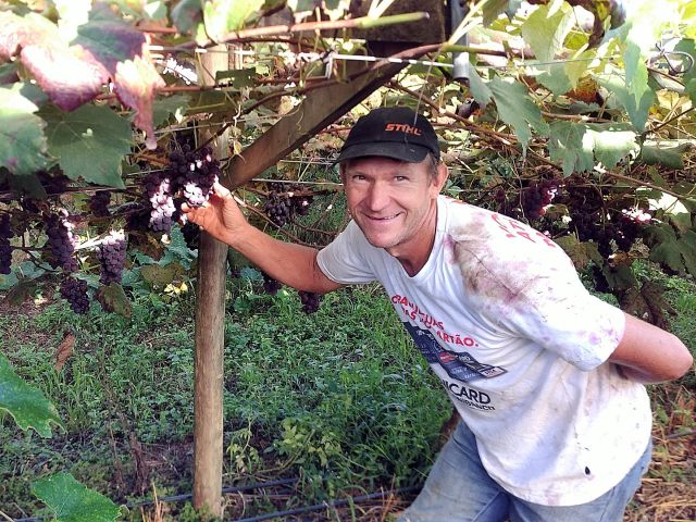 URT-uva-organica-Porto-Uniao-Alcir-Freisleben