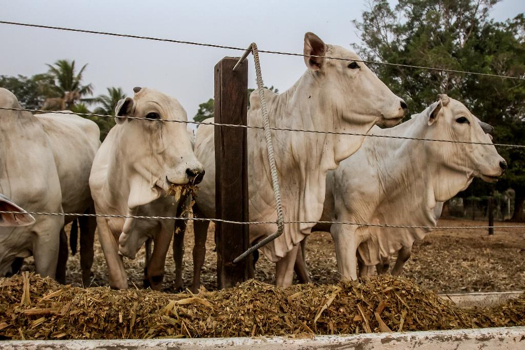 Visita tcnica a confinamento implementado pela Empaer atrai produtores de diversos Estados 1