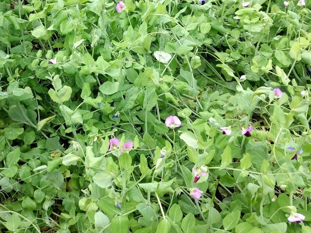 ervilha-forrageira_planta-de-cobertura