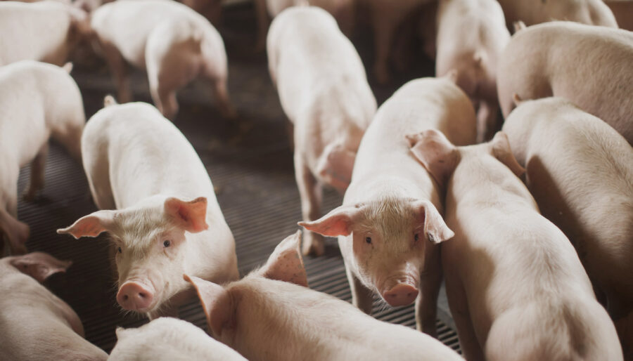suinocultura-brasileira