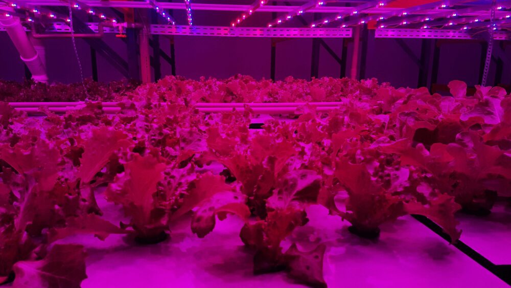 0 – FOTO ABRE – ALFACES 6 34 X 19