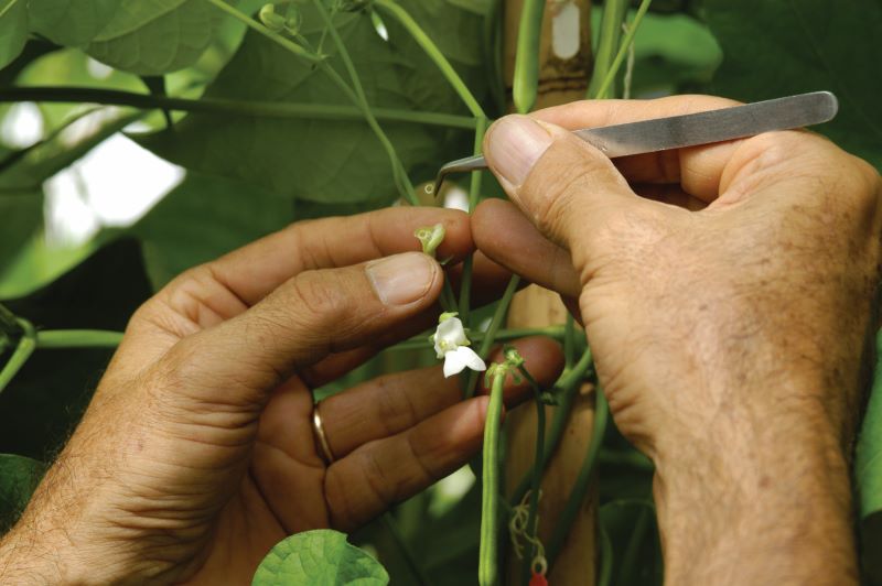 01-Melhoramento de feijao