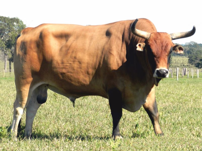 01-touro Pantaneiro_foto de Thomas Horton e Pedro Paulo Horton