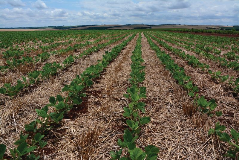03-DSC_2273 Soja semeada e germinada em palhada de aveia
