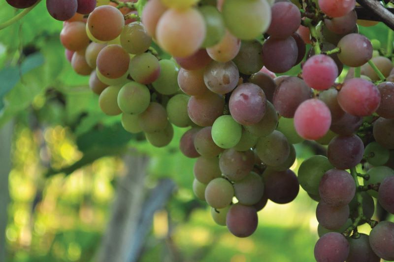 ABRE-Uva Goethe – Henry Goulart