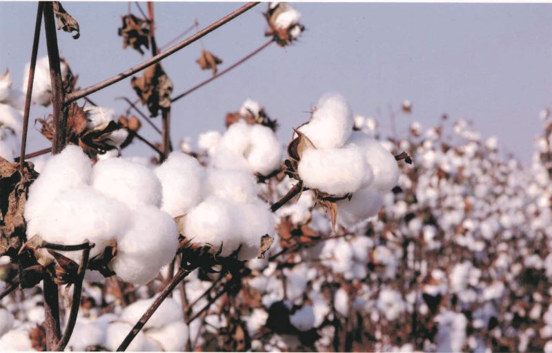 Algodao Branco