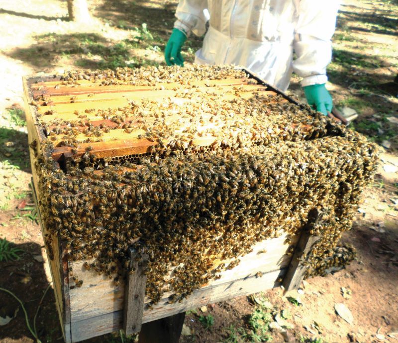 Colmeia de abelhas no Pantanal_Foto de Vanderlei dos Reis