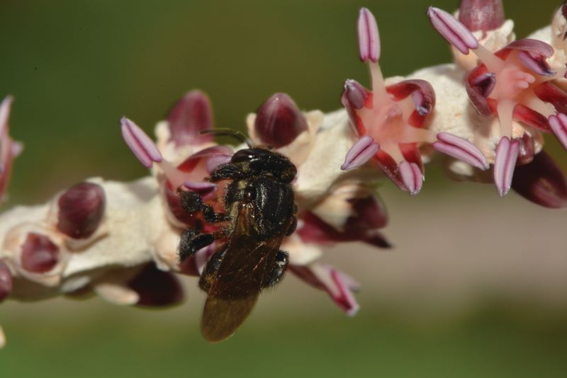 Foto-Giogio Venturieri