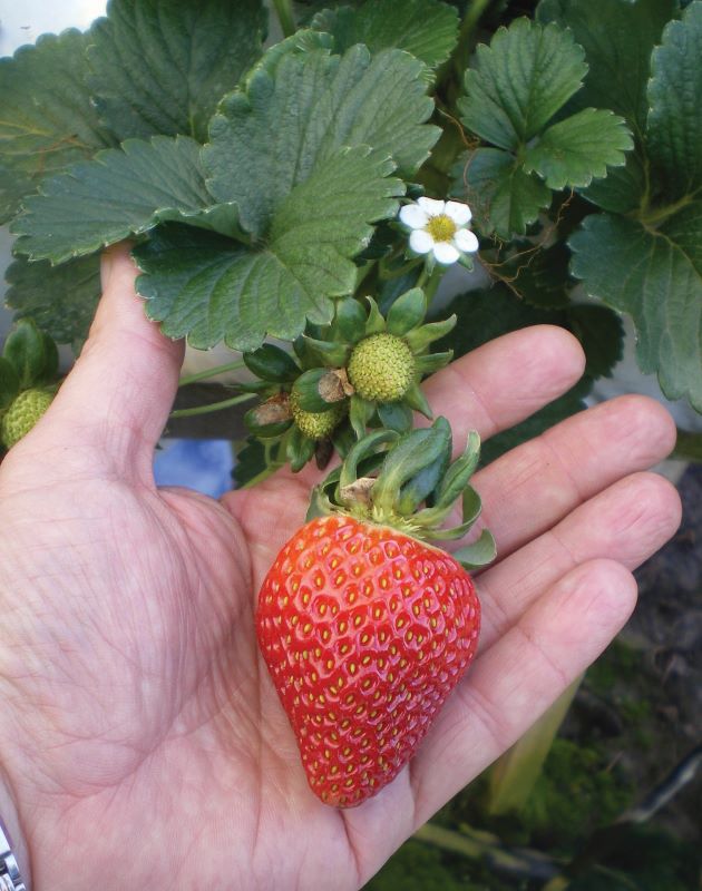 Morango organico em substrato-Derli Bonine-Divulg Emater RS-Ascar