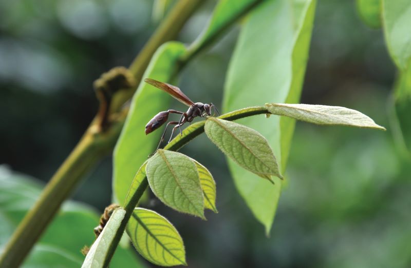 Vespa predadora- Madelaine Venzon- EPAMIG