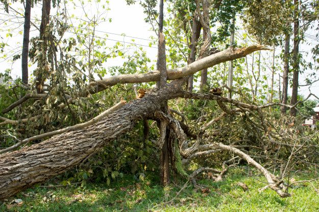 arvore-caida-danificada-pela-tempestade-de-vento-natural_3248-1187