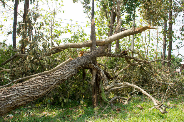 arvore-caida-danificada-pela-tempestade-de-vento-natural_3248-1187