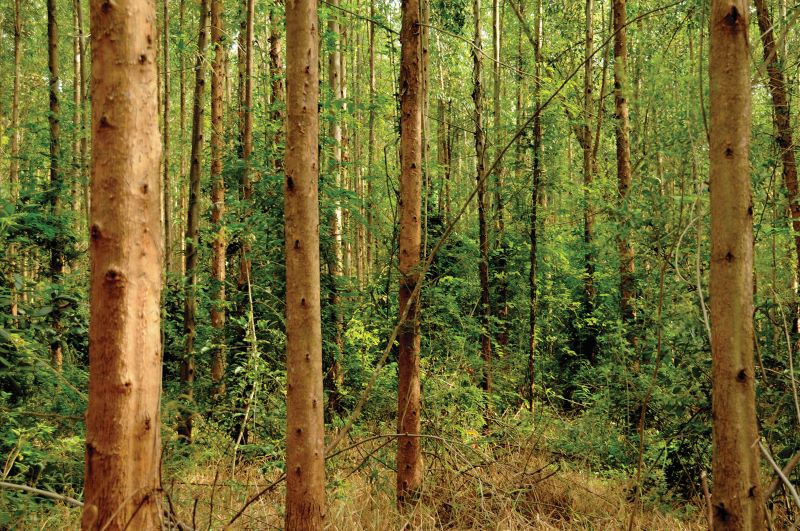 embrapa_fabio_torresan_1