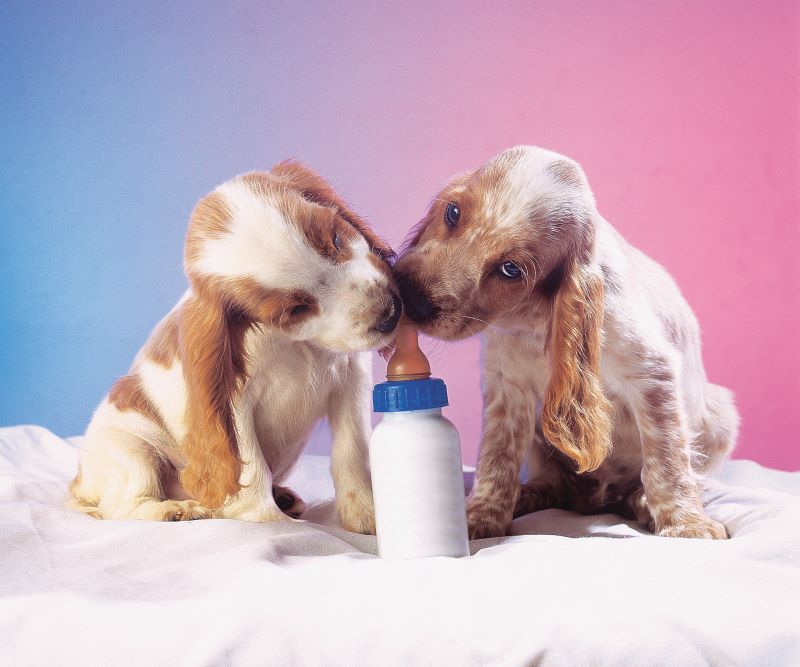 filhotes com mamadeira-Total Alimentos