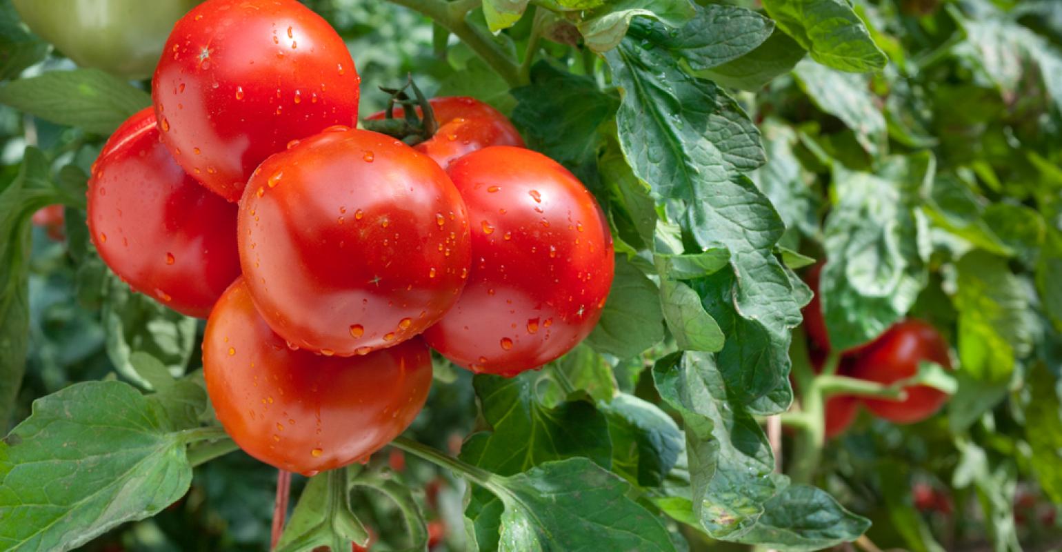 0 – FOTO ABRE – P ESCOLHER UMA -shutterstock_108236312