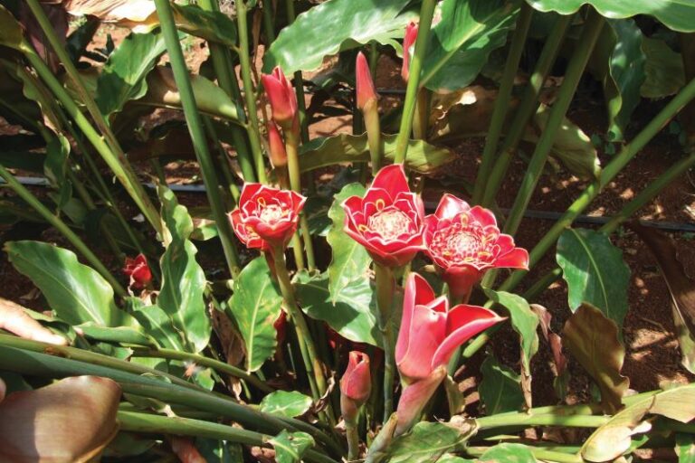 01- Divulgacao Agrofloraverde