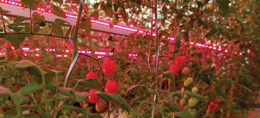 2014_08_06_ESALQ_ACOM_Estufa_de_Tomates_com_LED