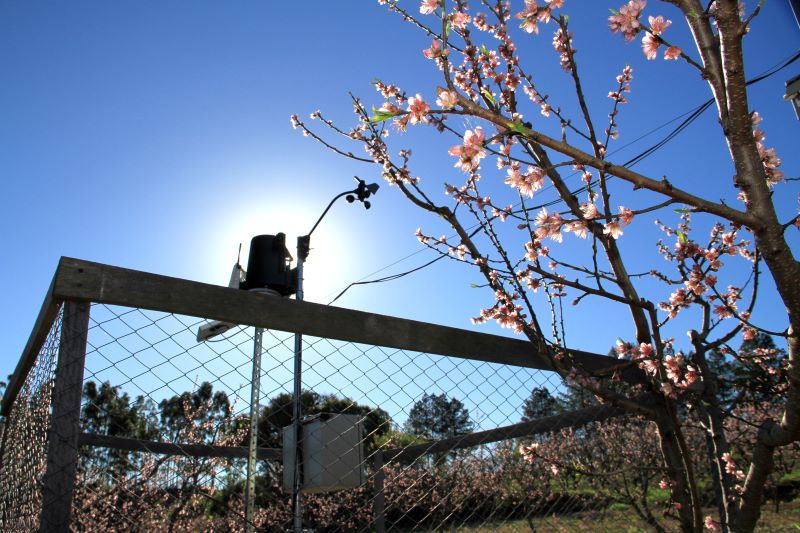 Abre-Embrapa_lanzetta