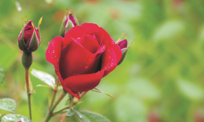 Abre-shutterstock_140870848