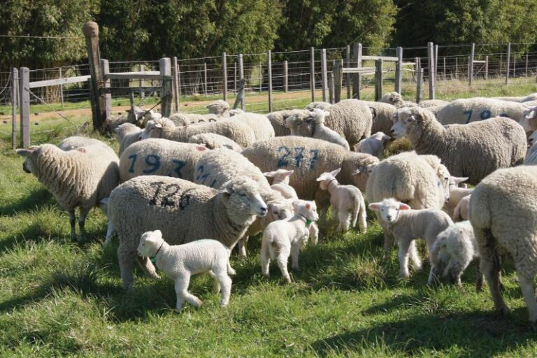 Cordeiros-Keke Barcelos-Embrapa Pec Sul