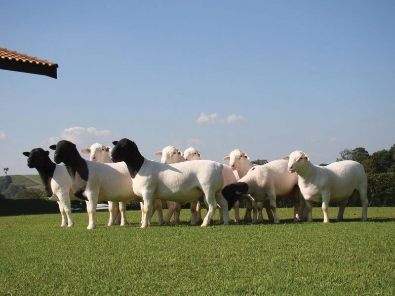 Credito Dorper Campo Verde