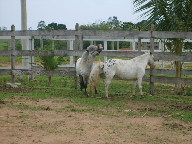 Flemen eversao do labio do garanhao e acentacao pela femea-Amanda Araujo