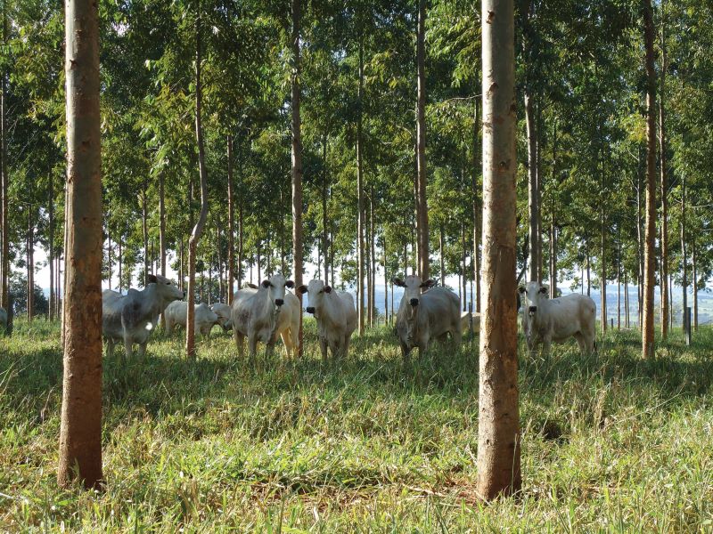 Foto Davi Bungenstab_Embrapa Gado de Corte (2)