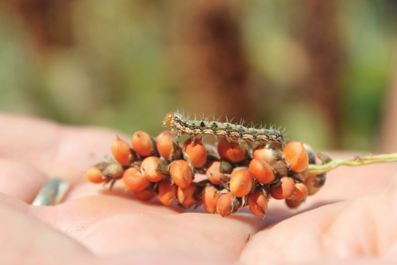 Lagarta H Armigera danos sorgo-Jorge Duarte