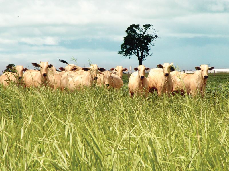 Nelores no pasto_foto Embrapa Gado de Corte