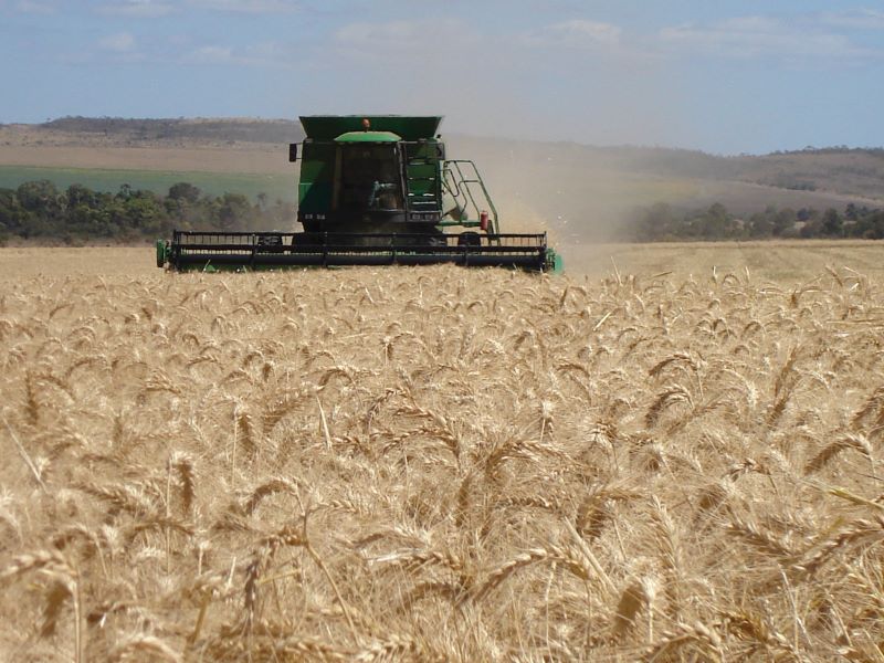 Producao Graos-Colheita trigo-Embrapa Trigo