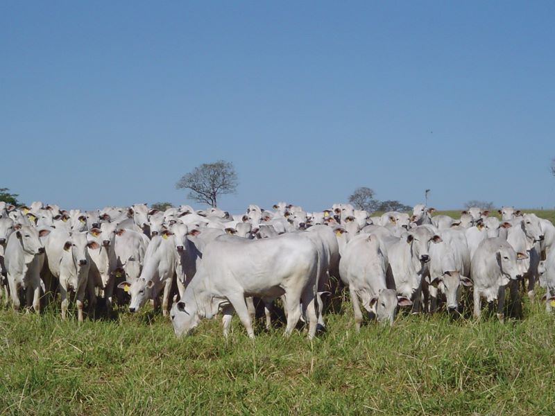 Rebanho-Texto Ass Comunic