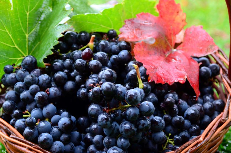 Uvas colhidas na safra-Epagri