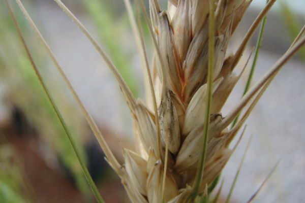 brusone espiga (Paulo Kurtz)