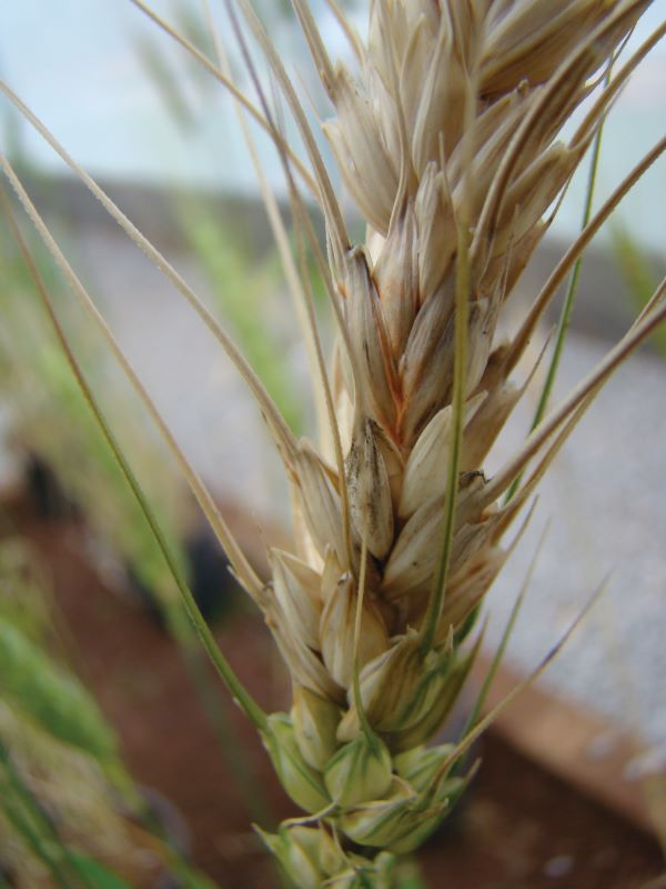 brusone espiga (Paulo Kurtz)