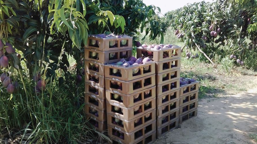 manga embalando na colheita