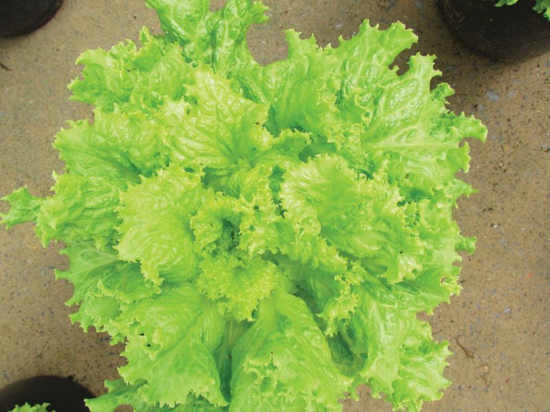 Alface com acido folico 17