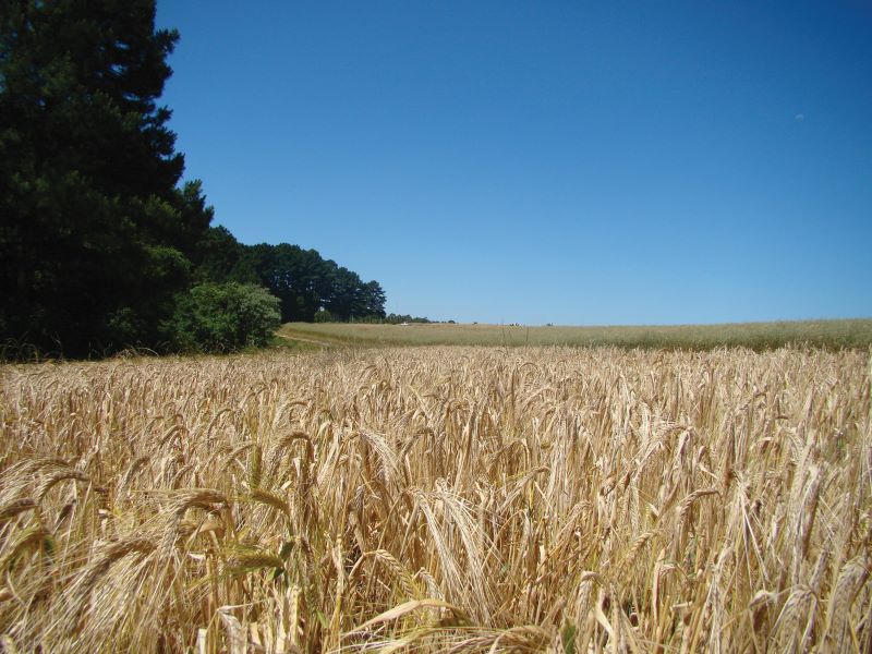 BRS Itanema_Luiz Eichelberg