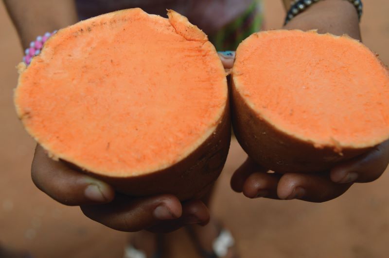 Batata doce biofortificada